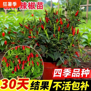 辣椒苗秧苗小米辣魔鬼朝天椒苗种子籽薄皮青椒四季蔬菜苗盆栽树苗