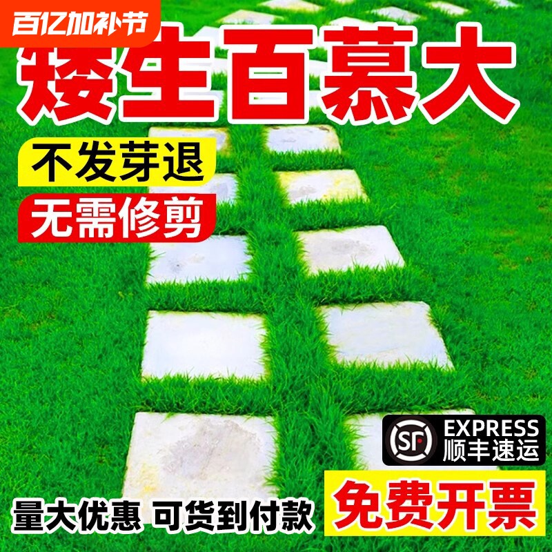 百慕大草籽矮生庭院绿化旱草坪种子护坡青草狗牙根高羊茅种植地毯