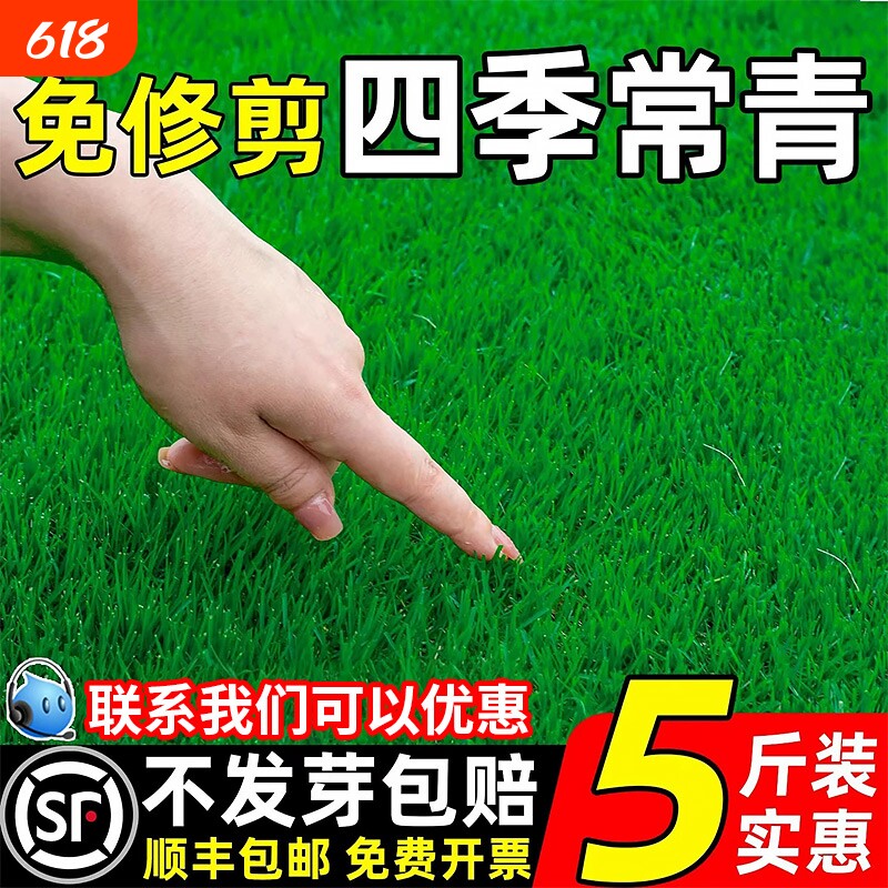 草坪草籽护坡固土狗牙根庭院绿化地毯草四季青耐寒马尼拉麦草种子