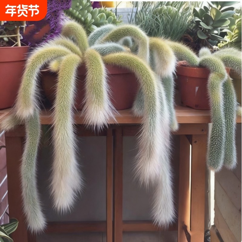 九尾狐长毛多肉软毛盆栽猴尾柱植物尾巴开花垂吊室内办公室好养