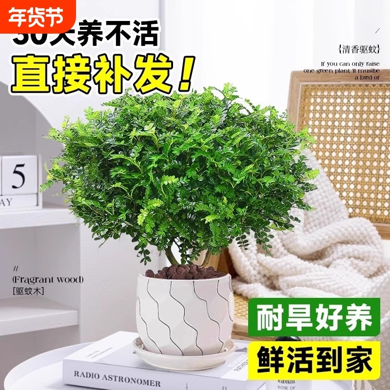 清香胡椒木盆栽花卉驱蚊草植物树苗老桩盆景九里香绿植好养办公桌,鲜花速递/花卉仿真/绿植园艺,绿植,淘宝优惠券,粉丝福利购,淘宝优惠卷