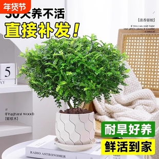 清香胡椒木盆栽花卉驱蚊草植物树苗老桩盆景九里香绿植好养办公桌