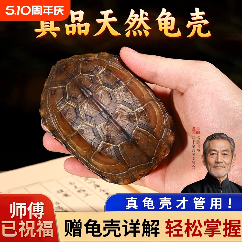 天然真乌龟壳龟甲六爻文玩摇卦工具周易64卦牌铜钱把玩件摆件桌面