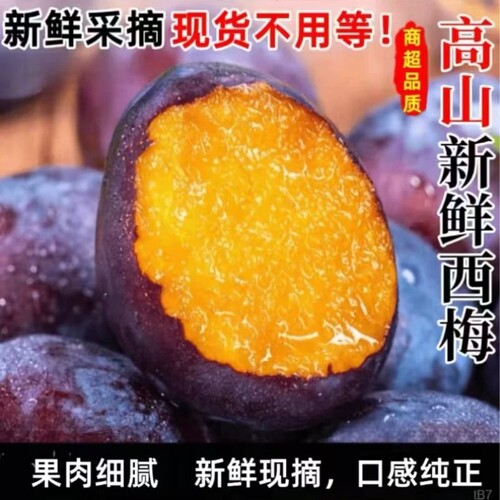 【新鲜西梅】正宗高山西梅新鲜水果当季应季孕妇甜西梅李子法兰西
