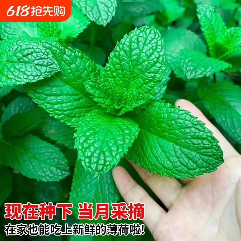 猫薄荷草可食用蔬菜种子四季室内阳台盆栽驱蚊植物种籽子种植驱虫