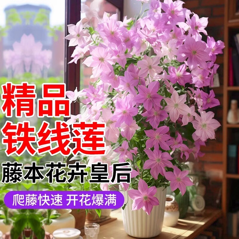 乌托邦铁线莲盆栽花卉球兰大苗蔷薇爬藤月季花苗室内外耐寒绿植物