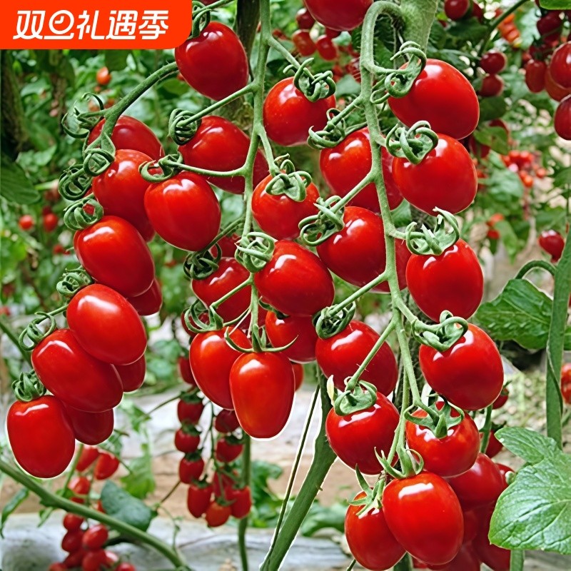 樱桃番茄种子阳台四季水果小番茄圣女果盆栽蔬菜种业西红柿种植