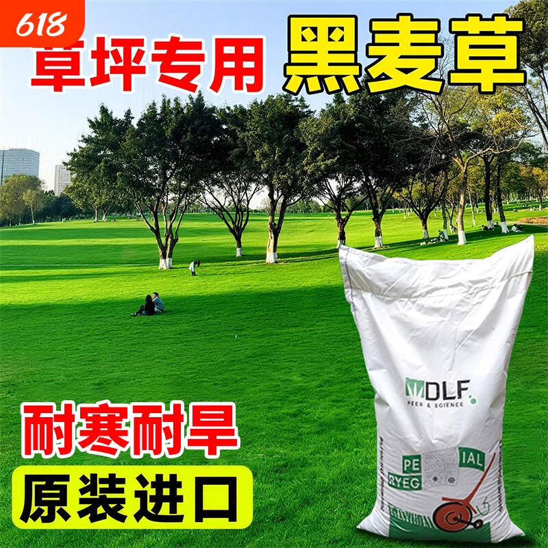 黑麦草草籽草坪草皮矮生四季常青绿化庭院耐寒耐旱护坡固土草种子