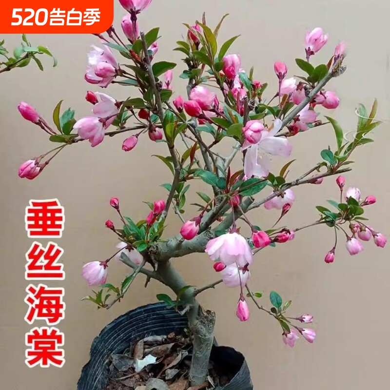 垂丝海棠花苗盆栽地栽庭院木本花卉春季夏季开花南北方老桩带花苞