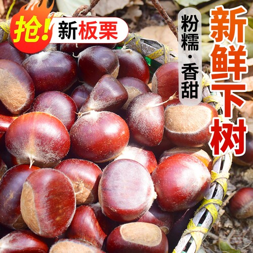 新鲜板栗2026新下树带壳板栗生老树油板栗子嫩毛板栗子鲜生
