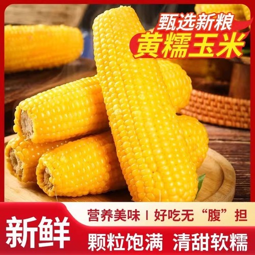 真空黄糯玉米真空装黄苞米现摘黏糯新鲜甜玉米粒粘力荐非即食苞米