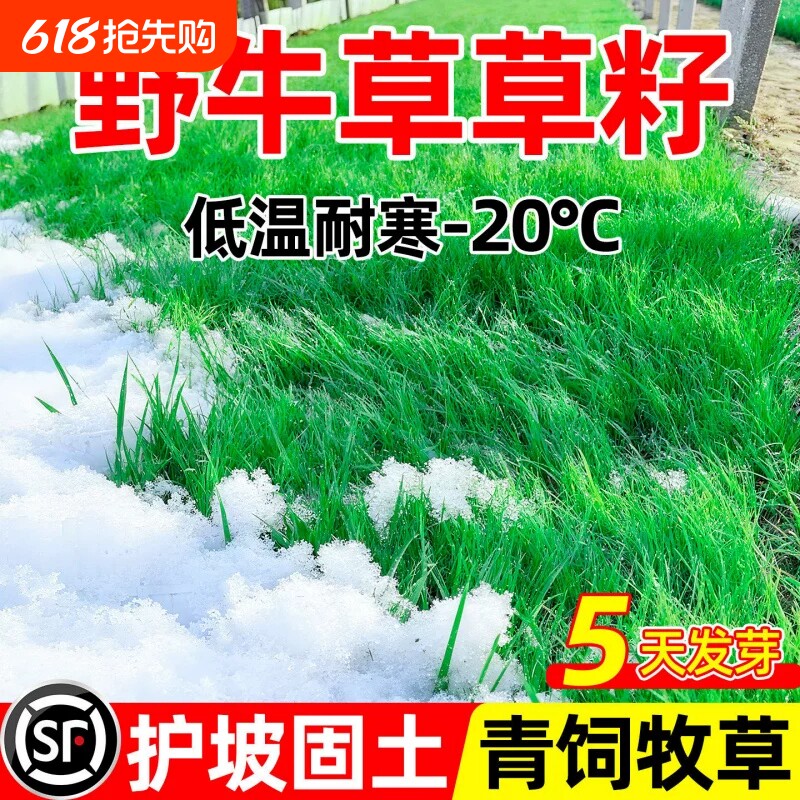 野牛草草籽护坡固土四季常青青饲牧草耐寒耐旱草坪草种籽草种子