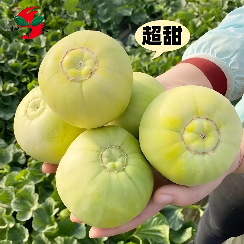 日本甜宝甜瓜种子大全早熟蔬菜春秋盆栽大田种子西瓜水果高产苦瓜