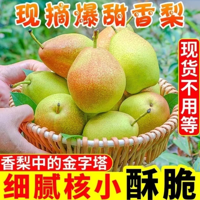 爆甜无渣】正宗红香酥梨新鲜水果梨子应季时令孕妇水果酥梨整箱