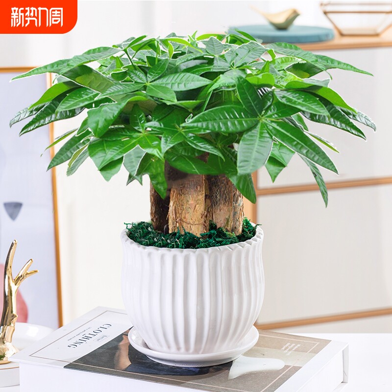 发财树小盆栽花卉绿植物办公室内吸甲醛绿萝文竹水培发财树好养