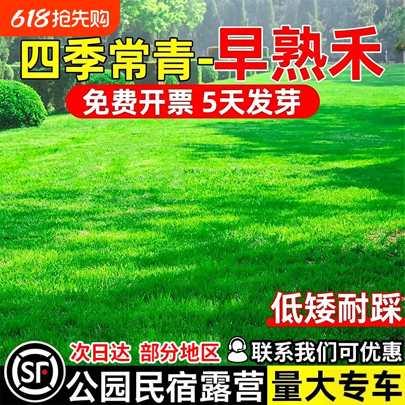 早熟禾草籽免修剪四季常青草种子公园民宿露营低矮耐踩多年生种籽