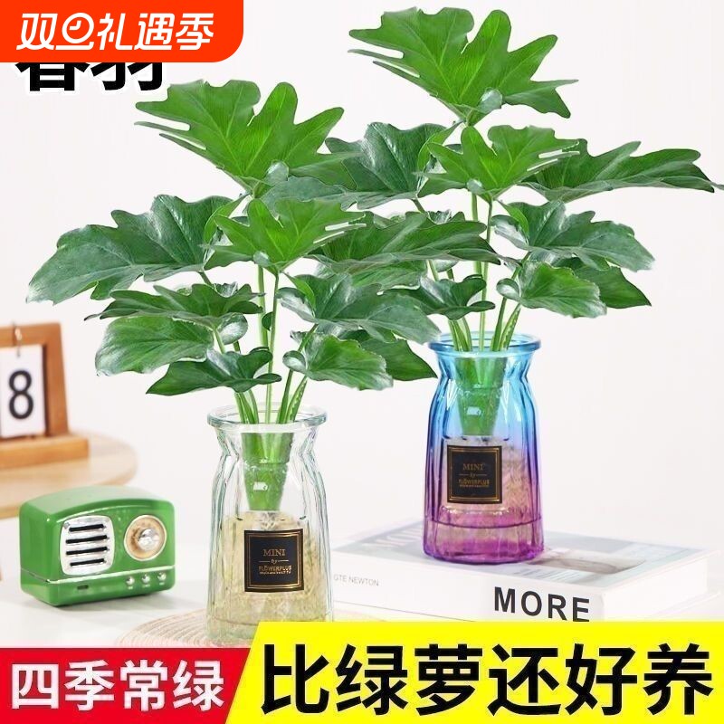 春羽绿植室内桌面水培植物懒人盆栽蔓绿绒春雨四季常青绿萝好养活
