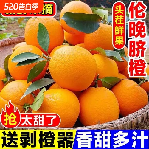 正宗湖北秭归伦晚脐橙新鲜现摘橙子孕妇水果春橙9斤产地直供大果