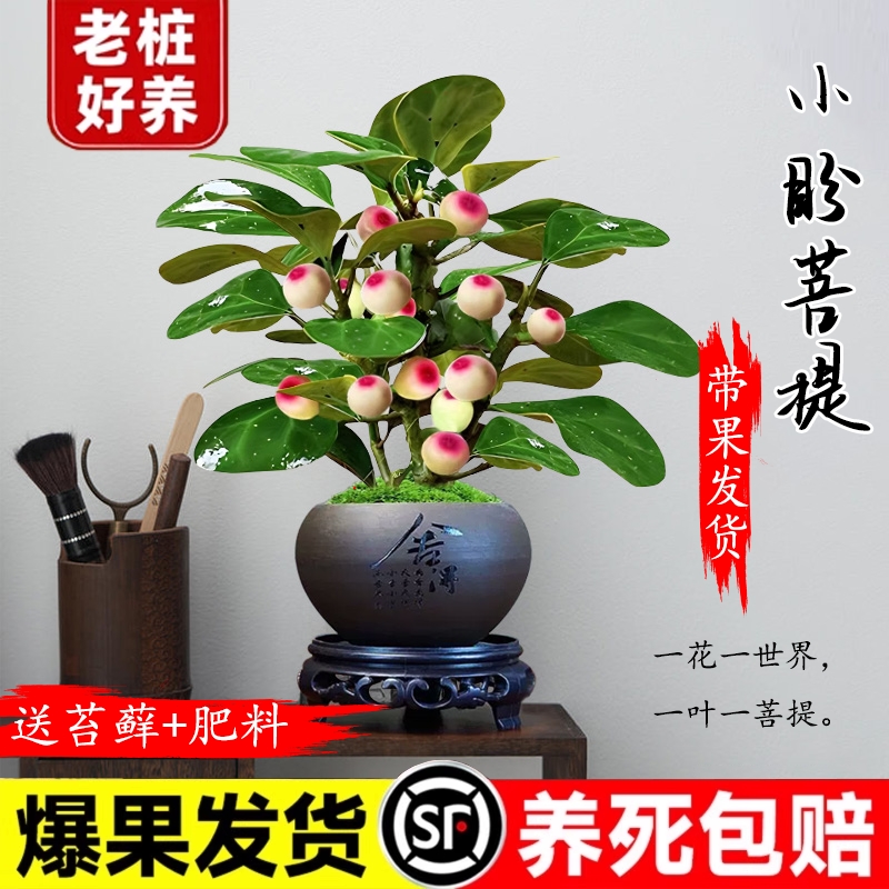 小盼菩提办公室客厅绿植