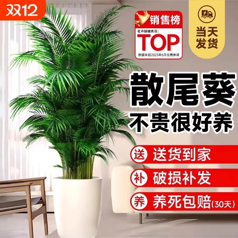 散尾葵植物盆栽客厅室内大型绿植办公室落地大号富贵椰子好养易活