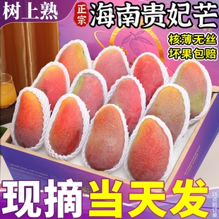 正宗海南贵妃芒9斤大果新鲜现摘芒果当季树上熟水果红金龙辣椒甜