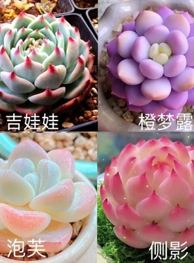 贵货橙梦露锦进口多肉组合盆栽好养活阳台肉肉品种玉露桃蛋仙子