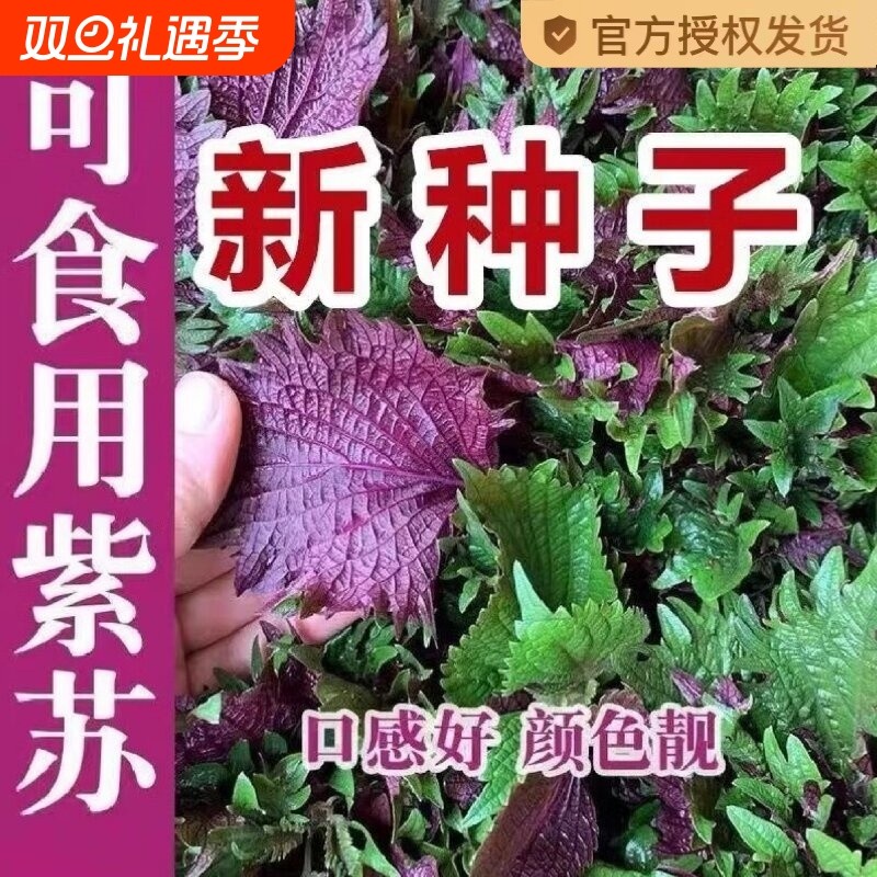 紫苏子紫苏种子紫苏叶盆栽种植苗四季籽种蔬菜孑苏子叶茼蒿荠菜