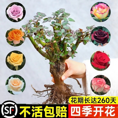 玫瑰花树苗带花苞|千人回购
