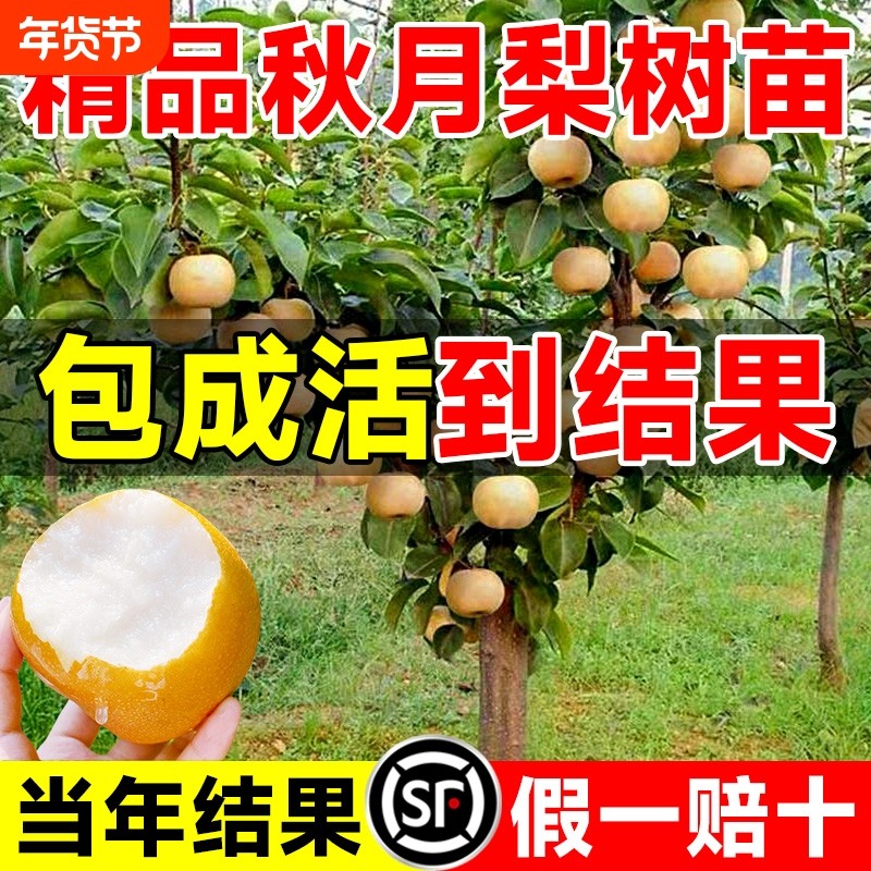 梨树果苗正宗秋月梨皇冠黄金梨果树新品种南北方种植盆栽当年结果,鲜花速递/花卉仿真/绿植园艺,果树,淘宝优惠券,粉丝福利购,淘宝优惠卷