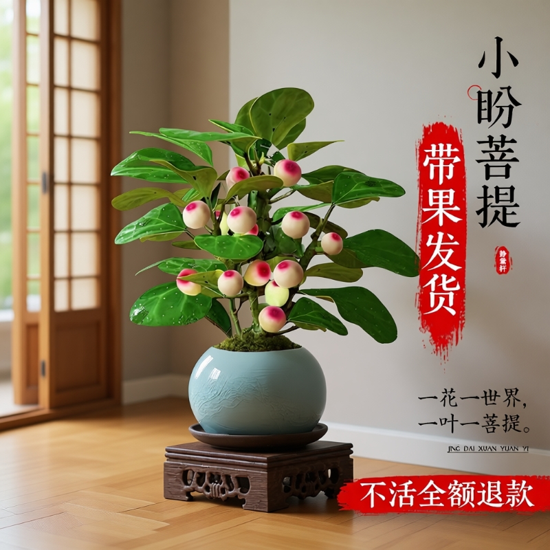 小盼菩提盆栽30天养死全额退款