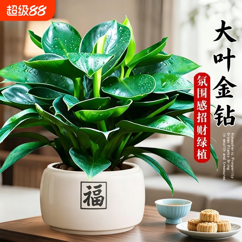 金钻盆栽植物绿公主水培办公室万年青植除甲醛绿多肉室内花卉易活
