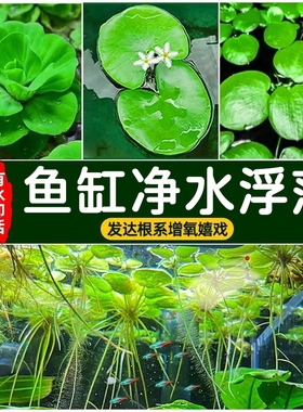 大美浮萍水草植物鱼缸造景冒泡水培一叶莲水芙蓉睡莲净水漂浮水草