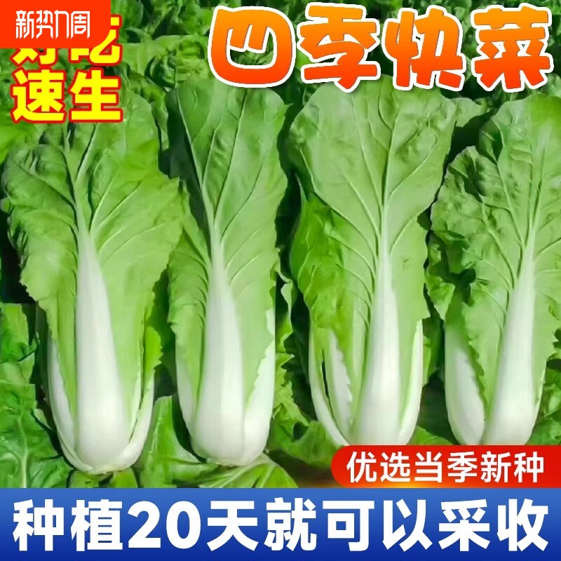 奶油快菜种子种籽紫小白菜四季耐寒速生阳台盆栽蔬菜种籽孑子大全