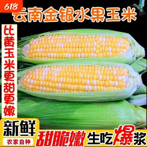 现摘金银水果玉米甜玉米新鲜开袋即食嫩玉米生吃爆浆鲜玉米包邮