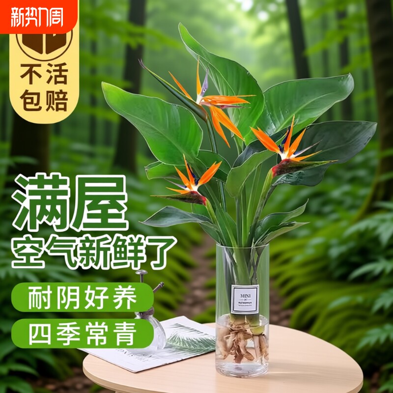 天堂鸟盆栽花卉植物室内无土水培植物桌面鹤望兰客厅绿植耐阴摆放