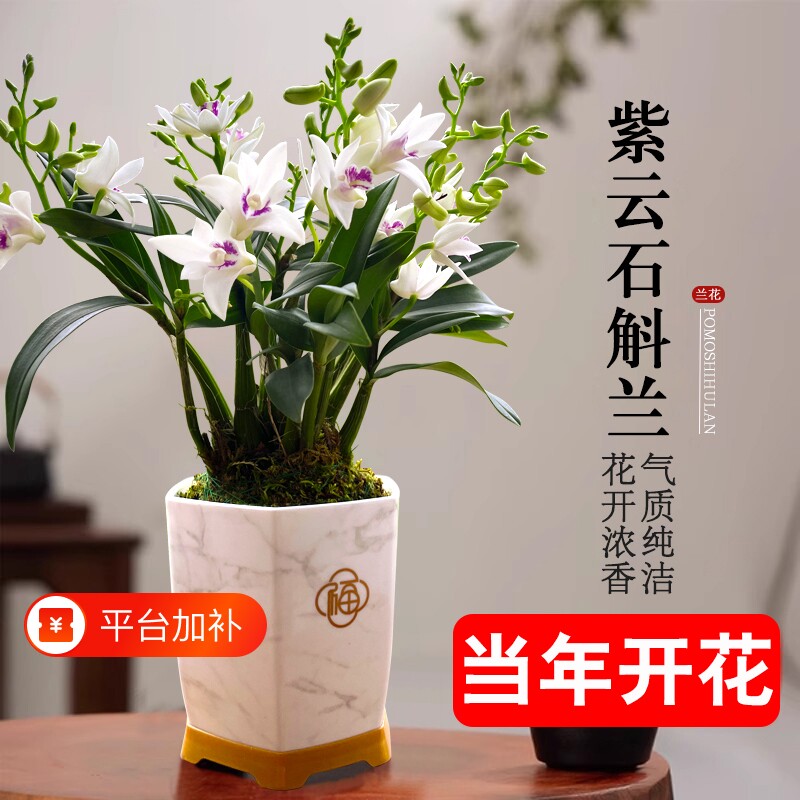 石斛花苗兰基地紫云好养泼墨室内水培当年开花卉盆栽绿植带花香水