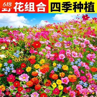 野花组合花种子四季庭院格桑花种籽室内外除虫菊花种大全月见草