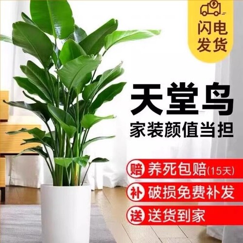 天堂鸟盆栽室内大型客厅绿植大叶花卉办公室吸甲醛好养植物鹤望兰
