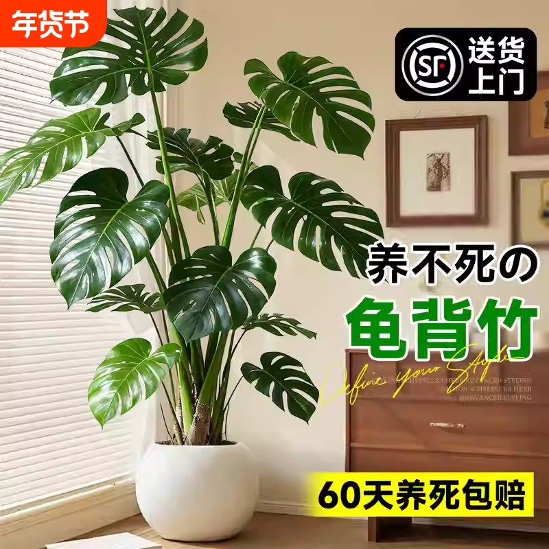 龟背竹客厅大盆栽老桩植物办公室大型绿植室内盆景净化空气除甲醛,鲜花速递/花卉仿真/绿植园艺,大型绿植/成品组合盆栽,淘宝优惠券,粉丝福利购,淘宝优惠卷