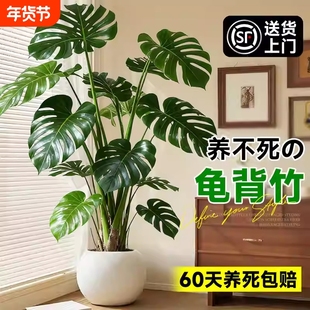 龟背竹客厅大盆栽老桩植物办公室大型绿植室内盆景净化空气除甲醛