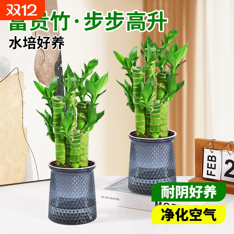 富贵竹盆栽招财竹步步高