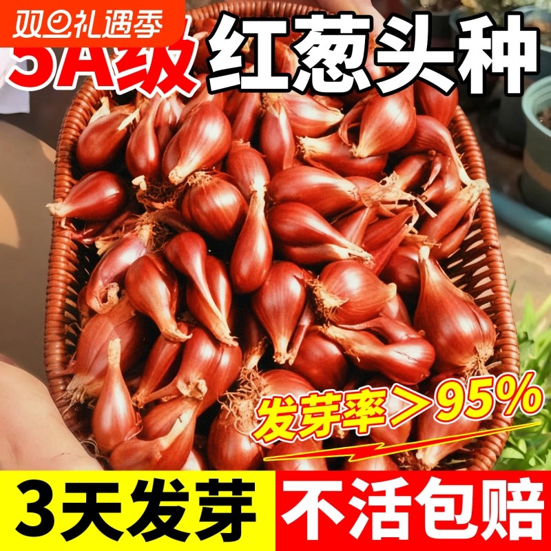 红葱头种四季小香葱种头本地火葱正宗广东四川葱种子籽大葱小葱
