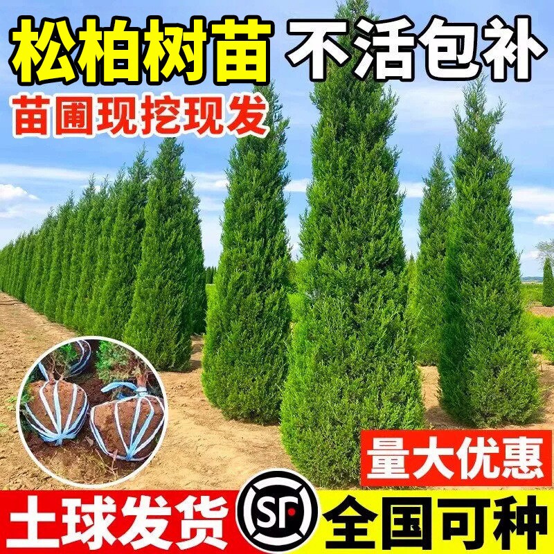 松柏树苗塔柏侧柏龙柏大号树苗四季常青道路绿化易活好养圆柏松树