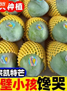 四川攀枝花凯特芒果当季新鲜水果现摘超甜彩虹芒大青吉禄芒果整箱