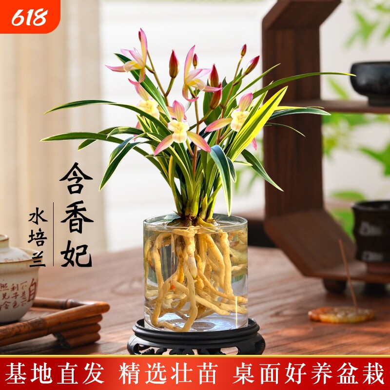 金边水培香水兰花苗四季兰好养室内阳台绿植浓香矮种桌面盆栽花卉
