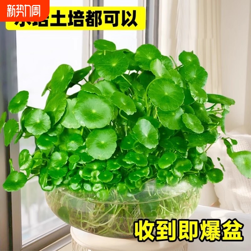 铜钱草水培植物大叶金钱草籽客厅绿植室内盆栽花卉四季好养造景