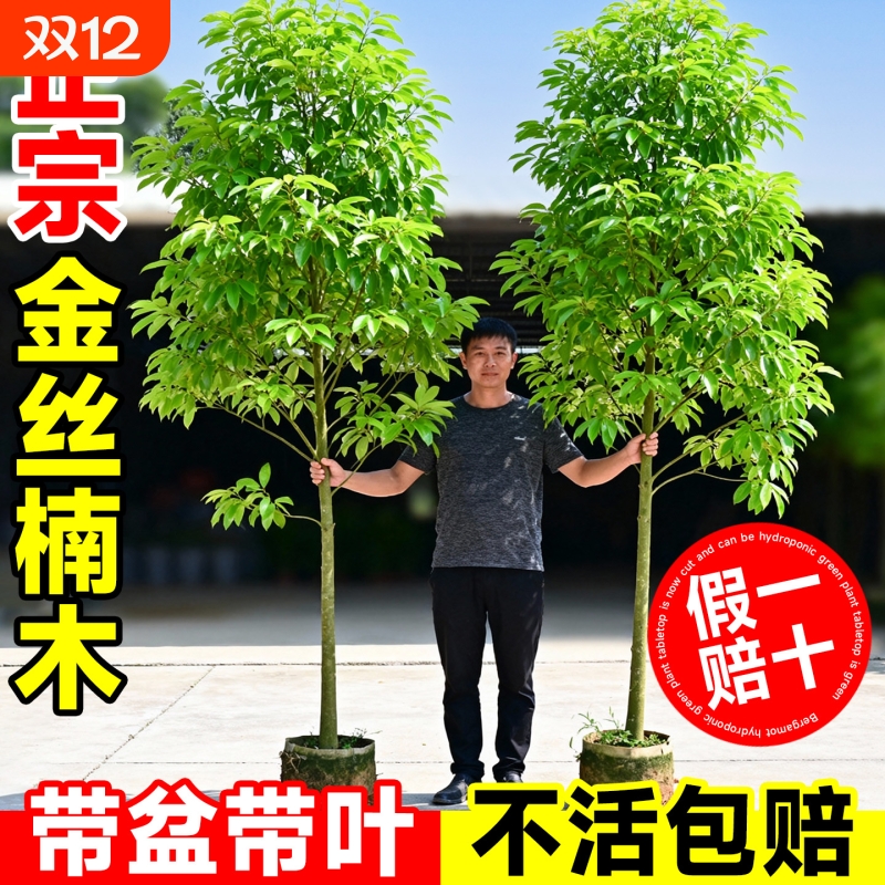 正宗四川金丝楠木树苗庭院盆栽小叶桢楠种植十大名贵风景树耐寒