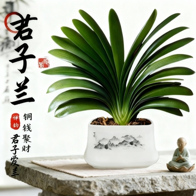 新品君子兰盆栽带花苞老苗室内四季开花好养花卉植物绿植圆头和尚