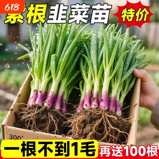 盆栽四季韭菜根苗宽叶蔬菜紫根红根秋冬季韭菜苗种植新鲜高产