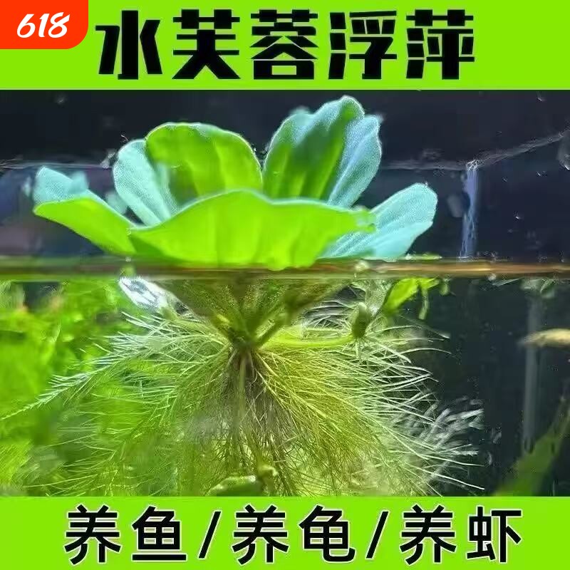 养鱼鱼缸绿植花卉造景水培水芙蓉增氧水草古法缸水生浮萍植物水质
